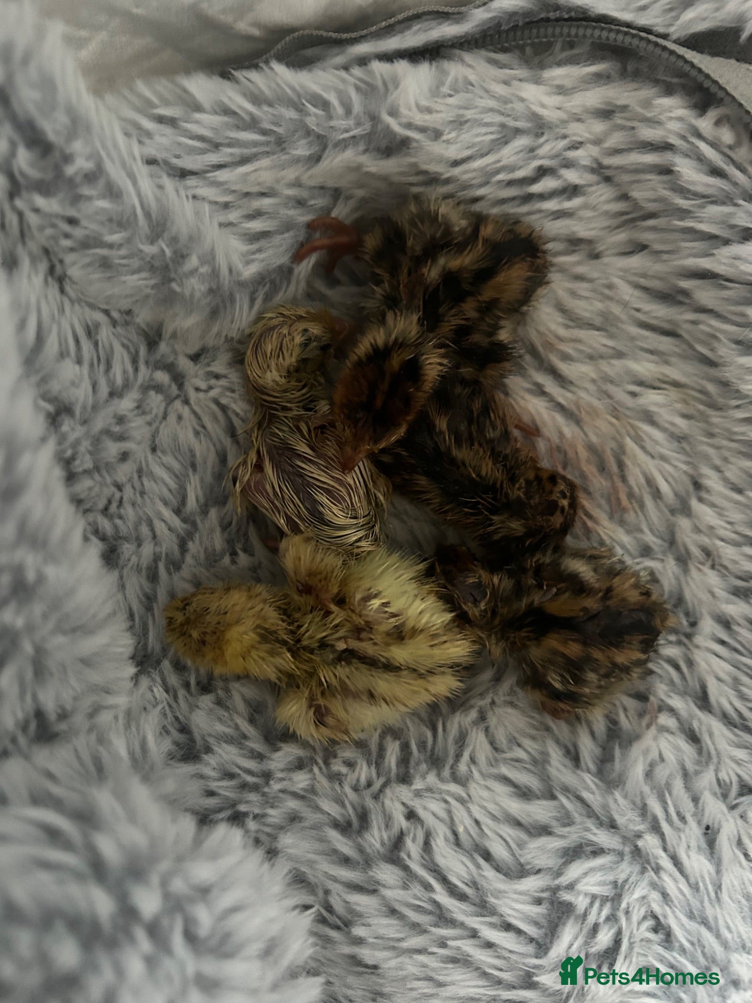 Quail poultry Quail for sale  - Advert 1
