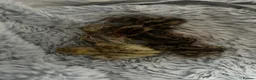 Quail poultry for sale: Quail for sale  in Nottingham - Advert 1