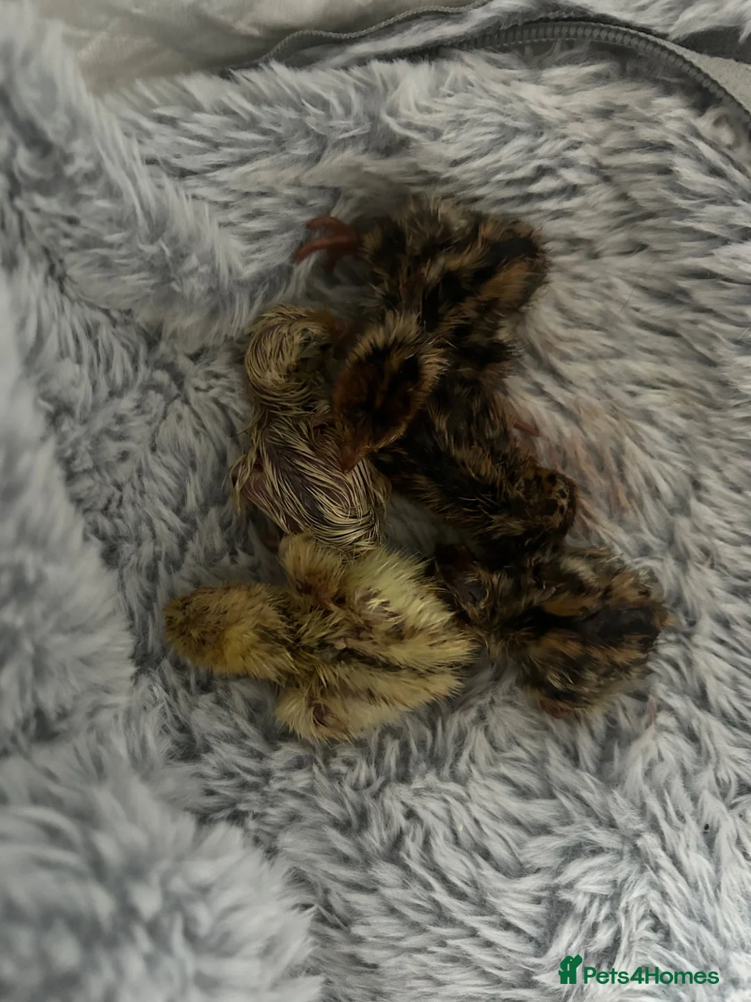 Quail poultry for sale: Quail for sale  in Nottingham - Advert 1