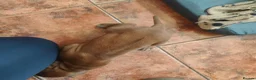 Rhodesian Ridgeback dogs for sale: Pedigree Rhodesian Ridgeback - Advert 2