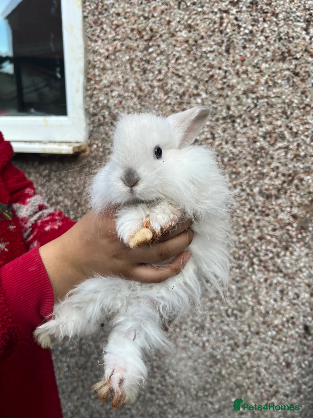Mini Lion Lop rabbits for sale: Fluffy mini lion lops  in Blyth - Advert 2