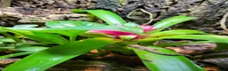 Gecko reptiles for sale: Mourning gekos  in Loughborough - Advert 2