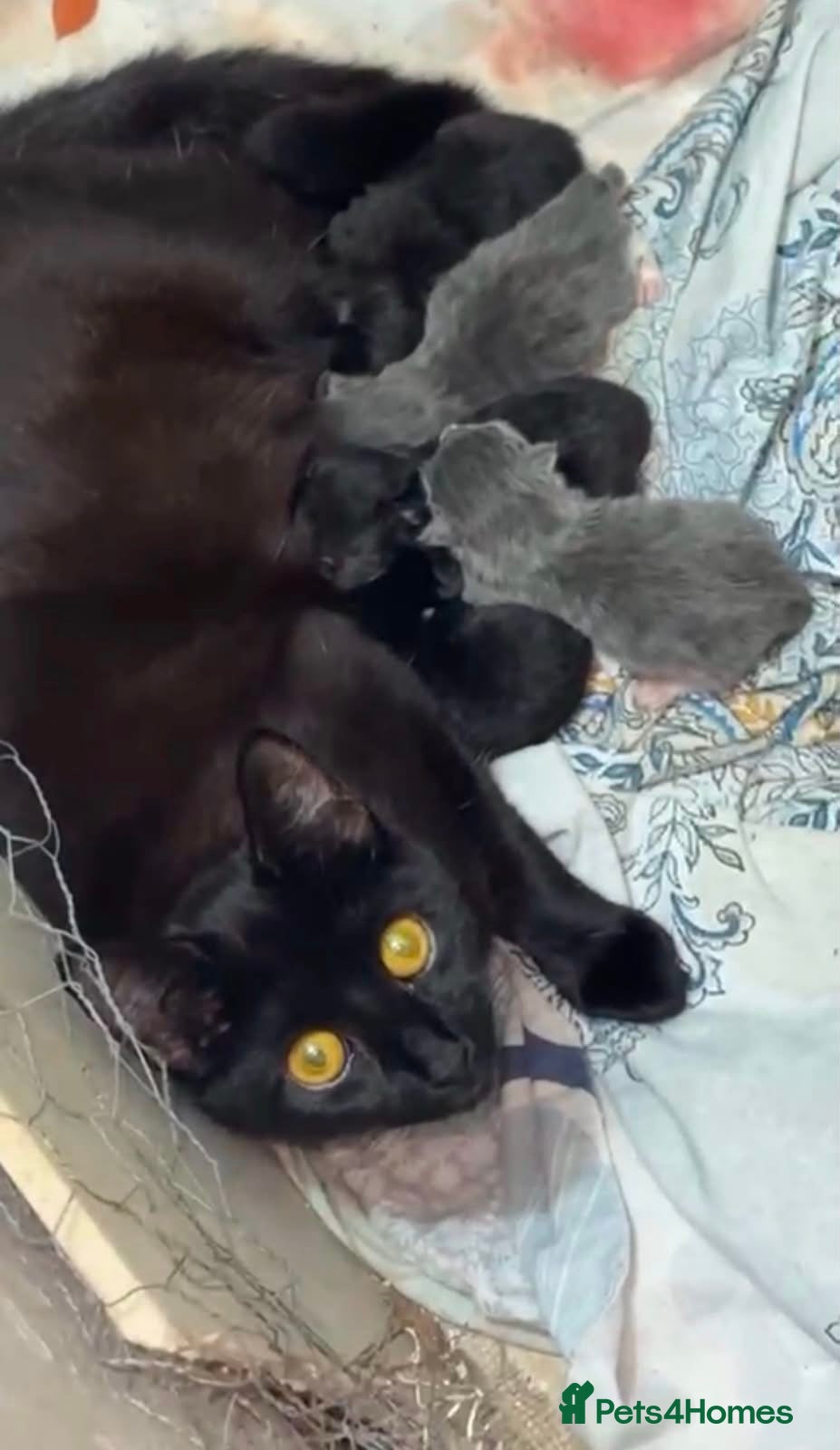 Mixed Breed cats for sale: Mixed breed kittens  in Derby - Advert 1