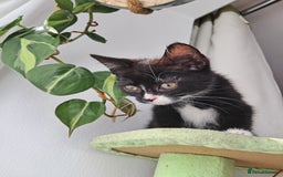 Mixed Breed cats for sale: 3 adorable black and white girls for sale. - Image 3
