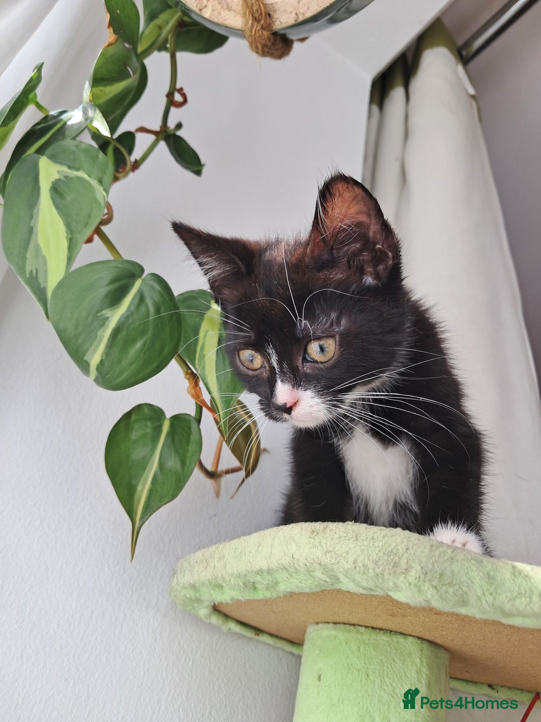 Mixed Breed cats for sale: 3 adorable black and white girls for sale. - Image 3