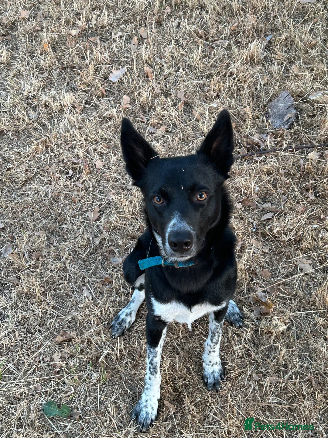 Border Collie dogs for sale: Border Collie to good home in Birmingham - Advert 2