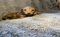 Miniature Dachshund dogs for sale: Stunning Miniature dachshund puppies  - Image 4