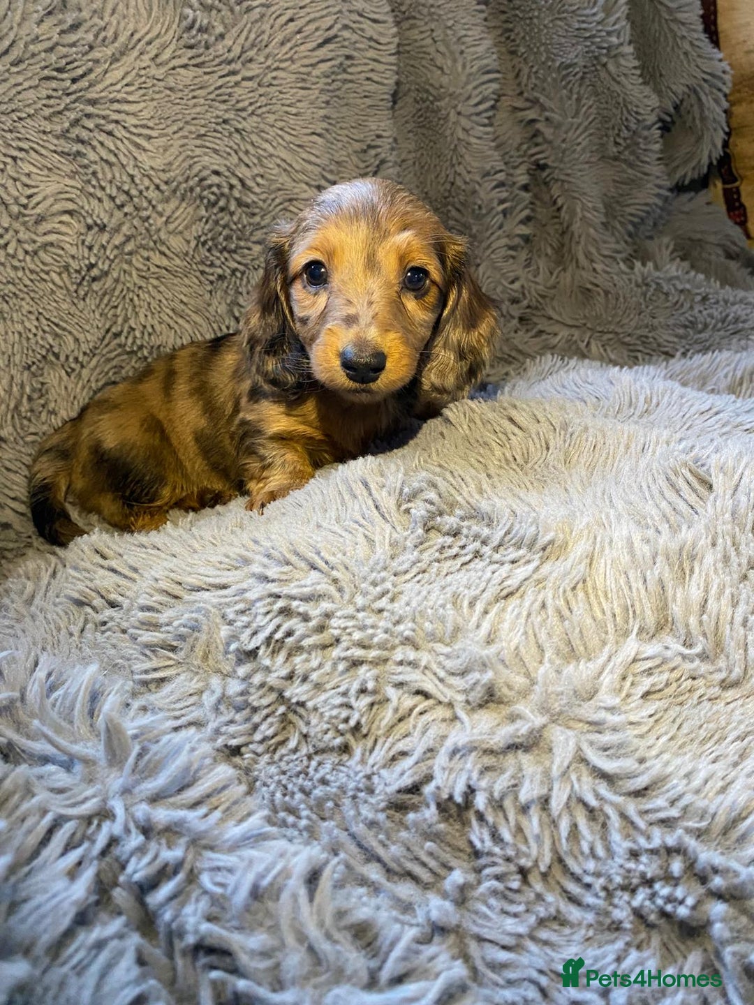 Miniature Dachshund dogs for sale: Stunning Miniature dachshund puppies  - Image 4