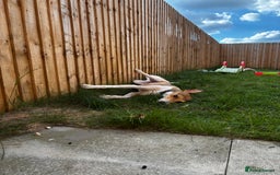 Lurcher dogs for sale: male lurcher- blue - Image 2
