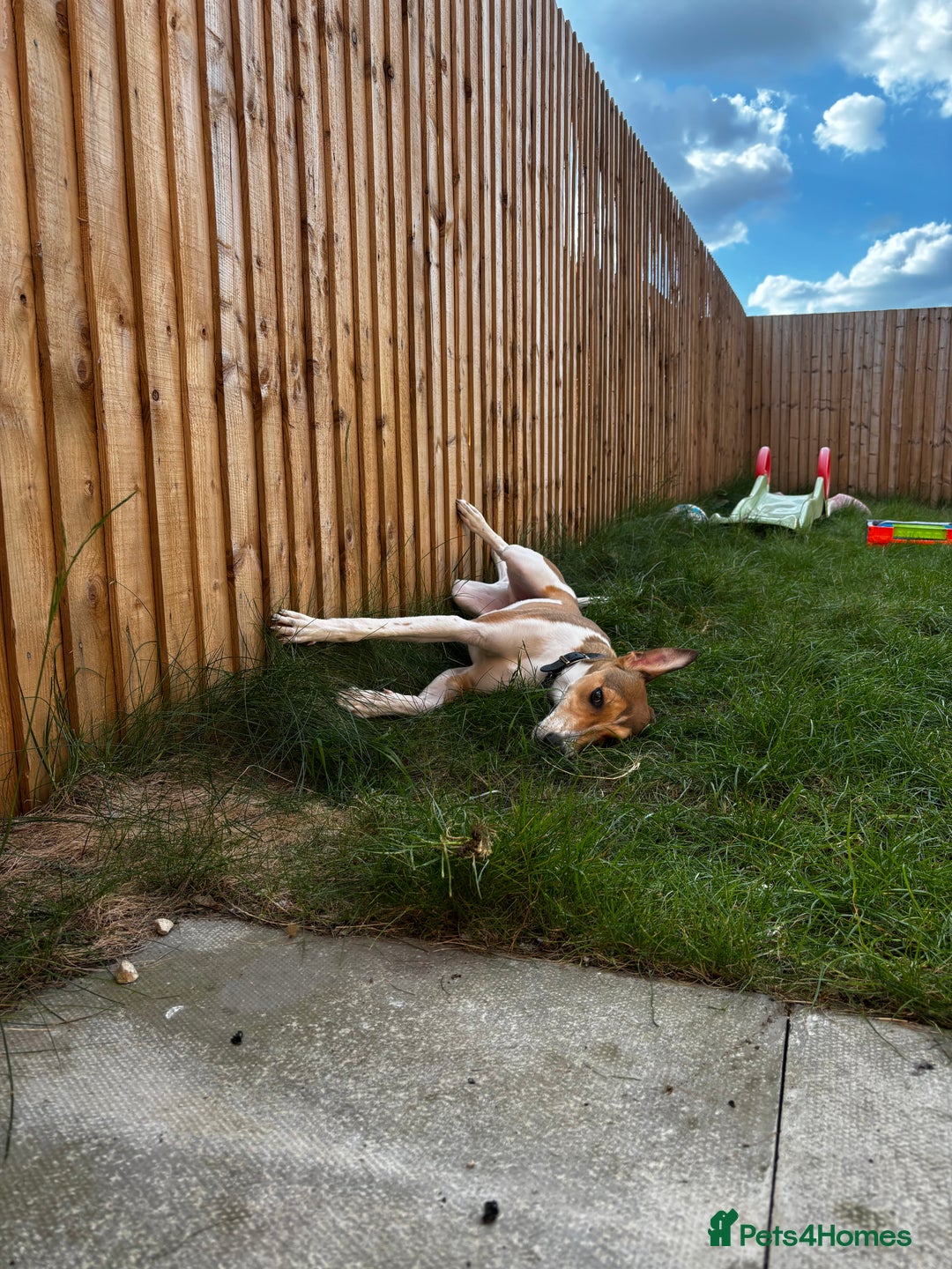 Lurcher dogs for sale: male lurcher- blue - Image 2
