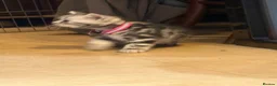 British Shorthair cats for sale: Beautiful BSH silver and black tabby kittens. in Martock - Advert 11