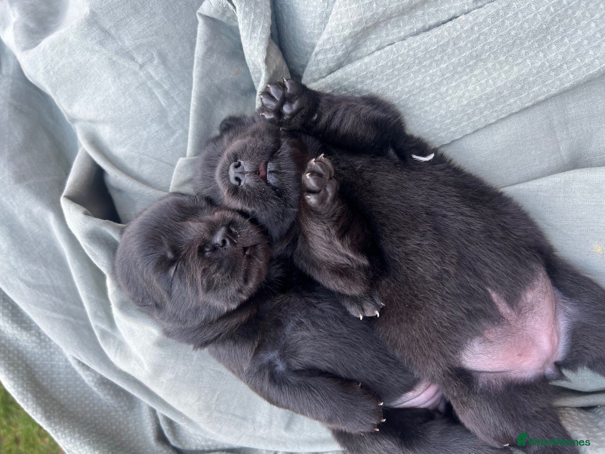 Chow Chow dogs CHOW CHOW, Elite Champion Bloodline Puppies - Advert 2