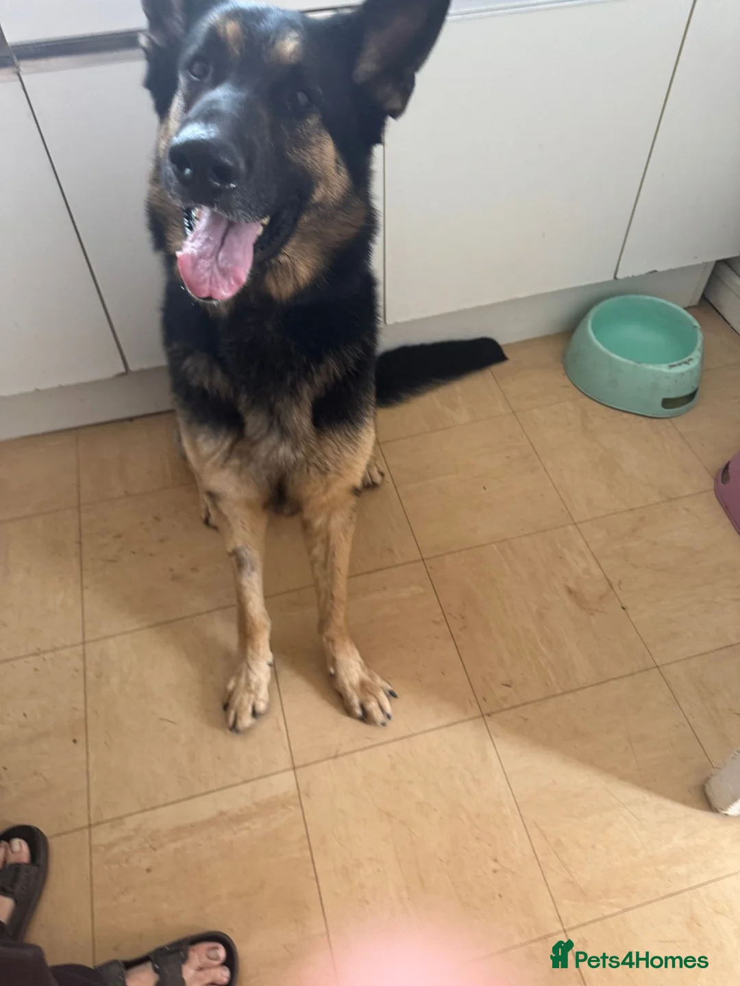 German Shepherd dogs for sale: Magda & Albert - Advert 3