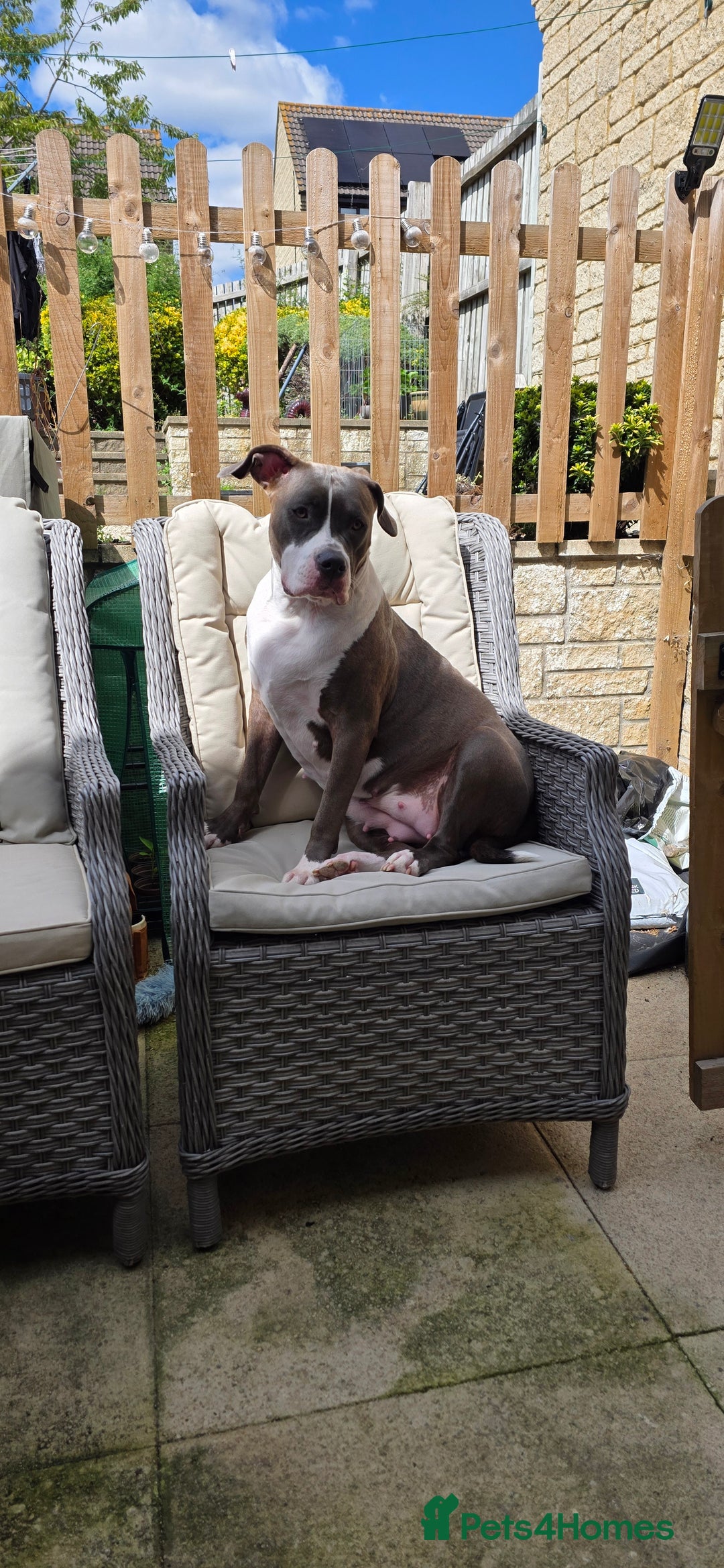 Mixed Breed dogs for sale: With a heavy heart up for rehoming  - Image 2