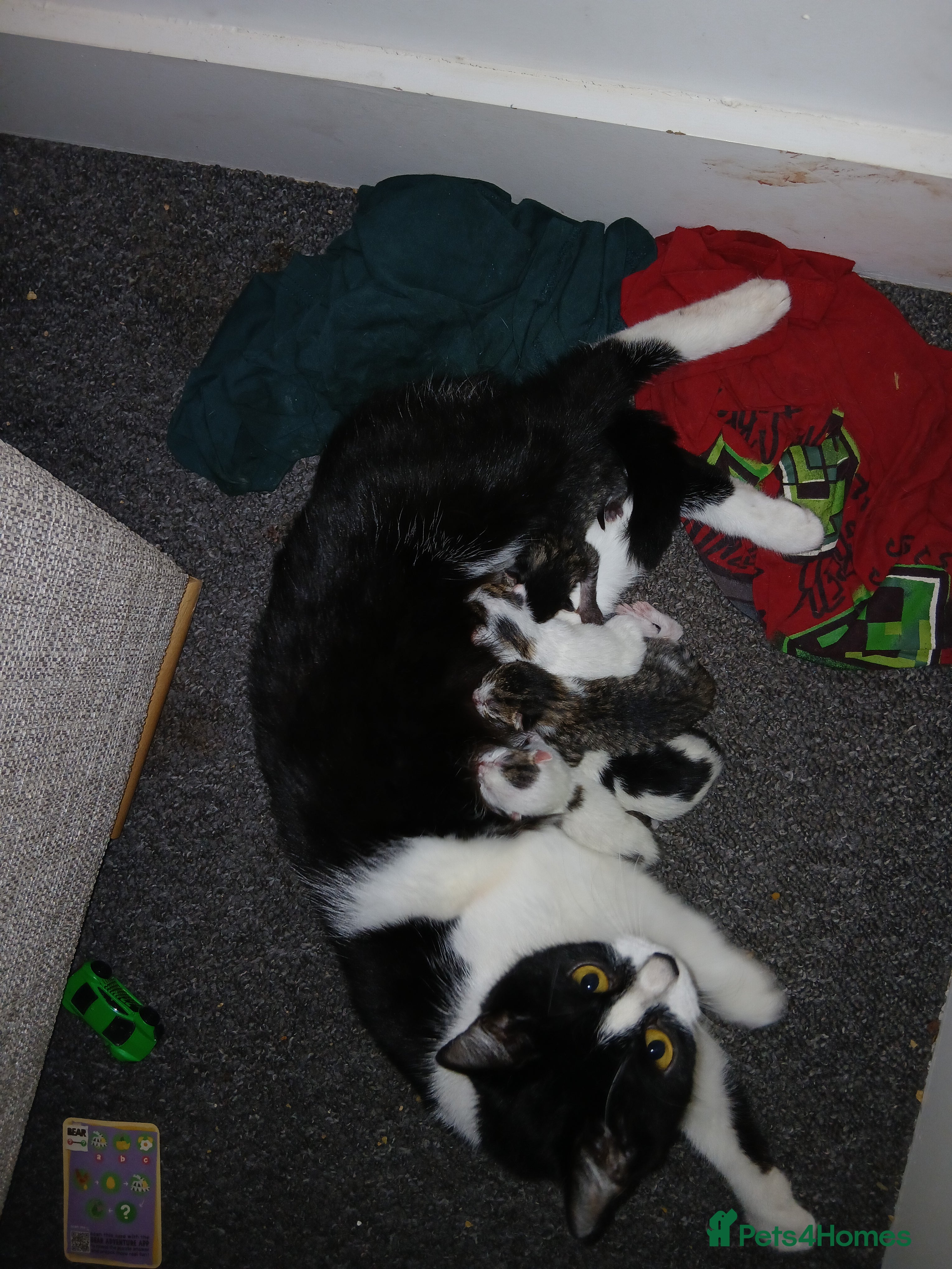 Mixed Breed cats Kittens  - Advert 1