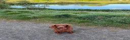 Cavapoo dogs for sale: Cavapoo female dog  - Advert 4