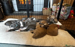 Whippet dogs for sale: READY NOW! STUNNING WHIPPET PUPPYS - Image 19