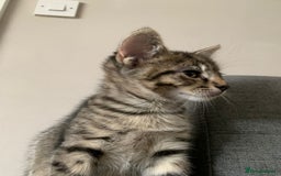 Mixed Breed cats for sale: Kitten - half Siberian READY NOW  - Image 5