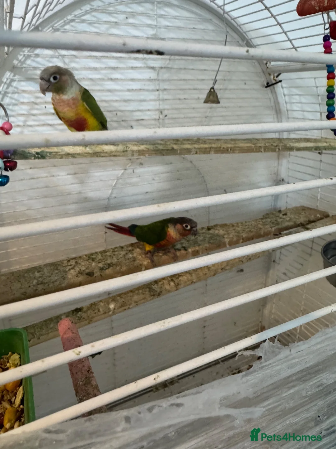 Conures birds for sale: Conuer - Advert 2