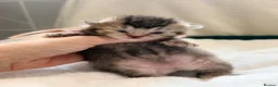 British Shorthair cats for sale: TICA reg kittens  - Advert 10