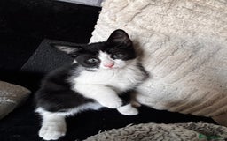 American Shorthair cats for sale: American short hair tabby kittens - Image 17