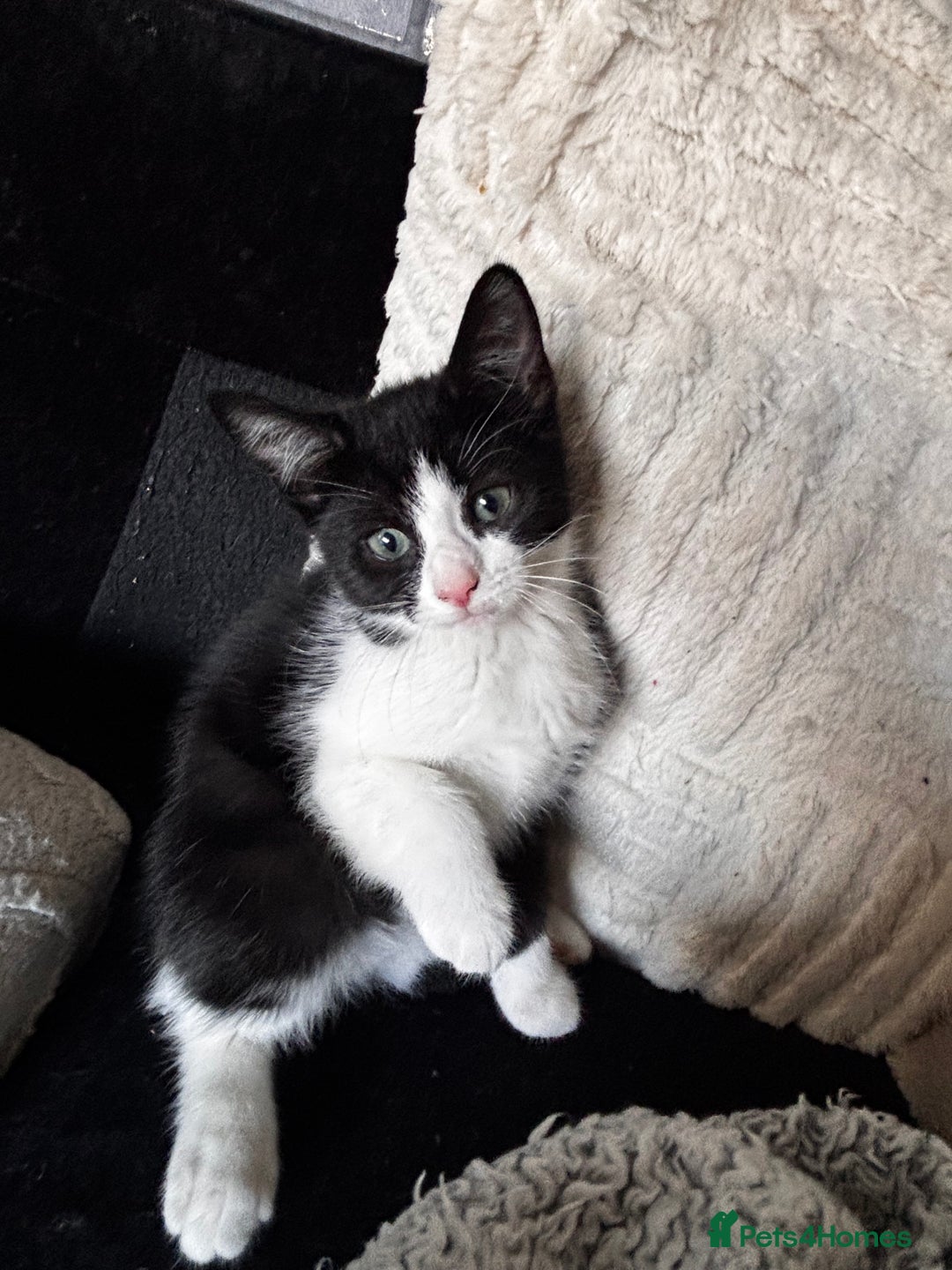 American Shorthair cats for sale: American short hair tabby kittens - Image 17