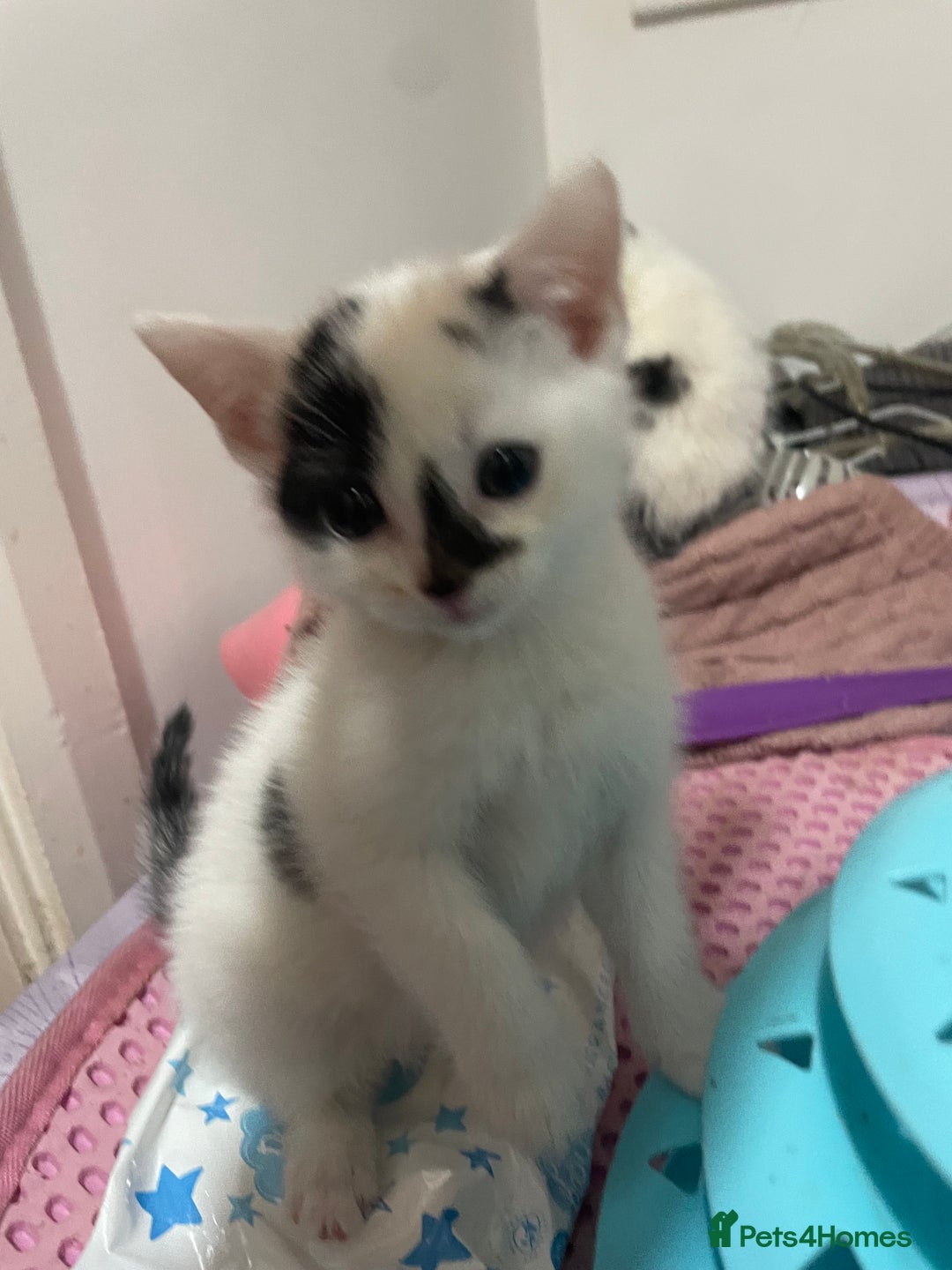 Mixed Breed cats for sale: Ragdoll x babies - Advert 6