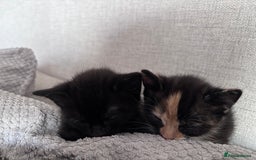 Mixed Breed cats for sale: Calico Kitten - Image 3