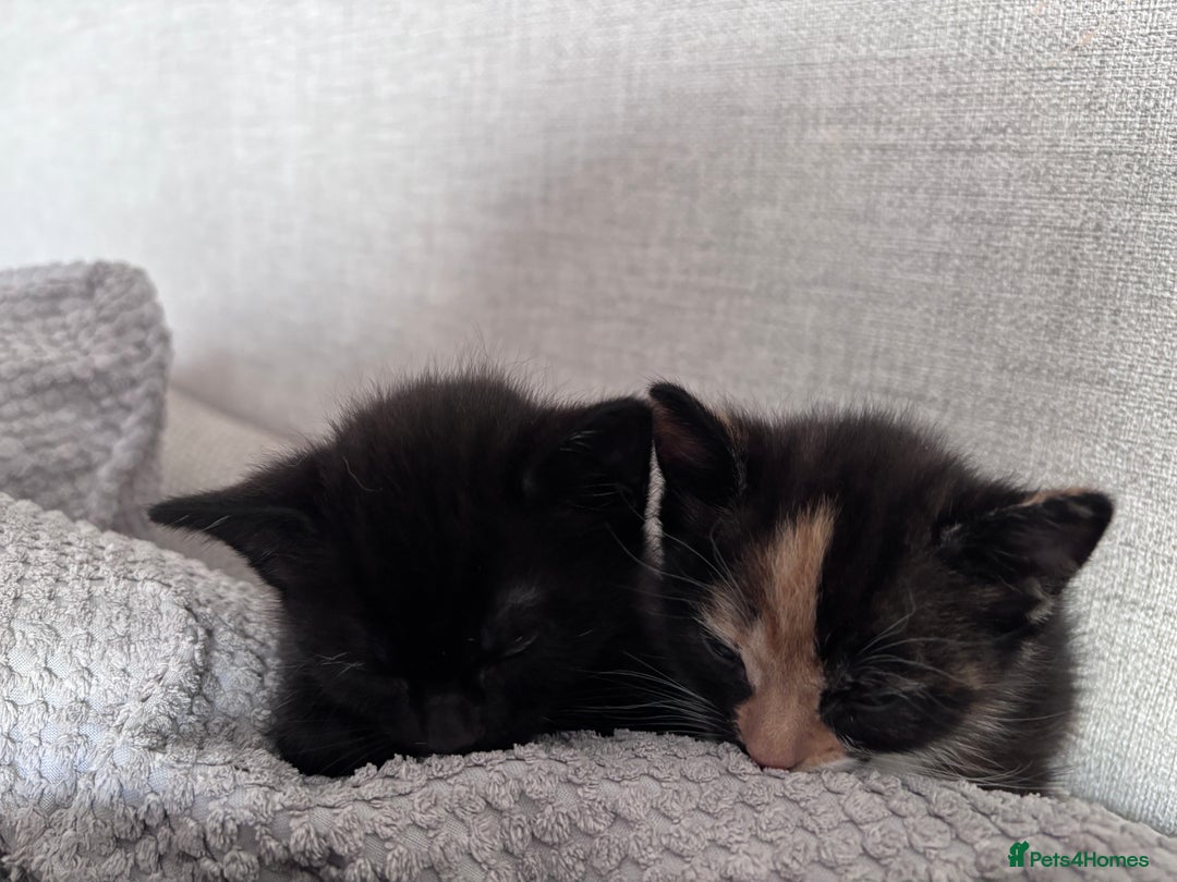 Mixed Breed cats for sale: Calico Kitten - Image 3
