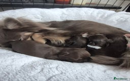 Chihuahua dogs for sale: 4 KC CHIHUAHUA GIRLS  - Image 14