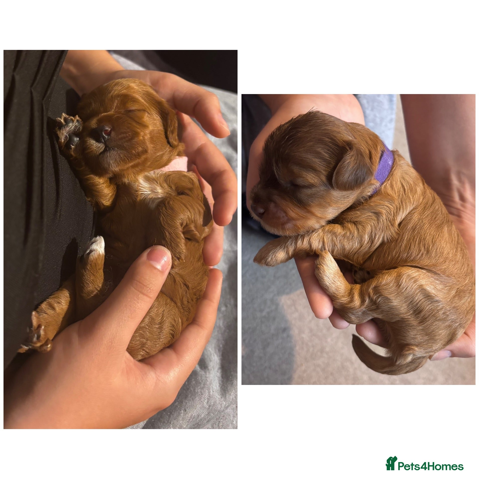 Cockapoo dogs 2 LEFT! Toy F2 Cockapoo Puppies - Poole, VIEW NOW - Advert 1