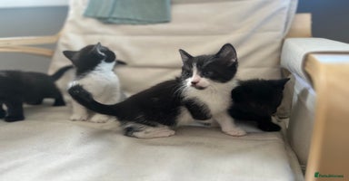 Mixed Breed cats - Advert 5