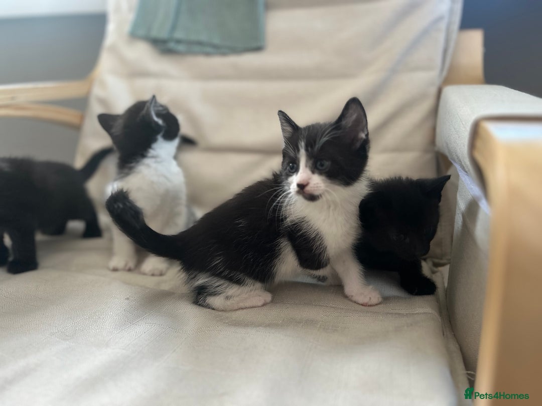 Mixed Breed cats for sale: 4 beautiful kittens for sale £120 each  - Image 2
