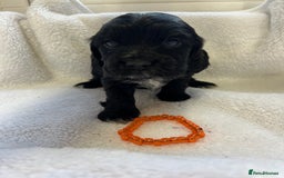 Cocker Spaniel dogs for sale: Kc registered Show cocker spaniel  - Image 13