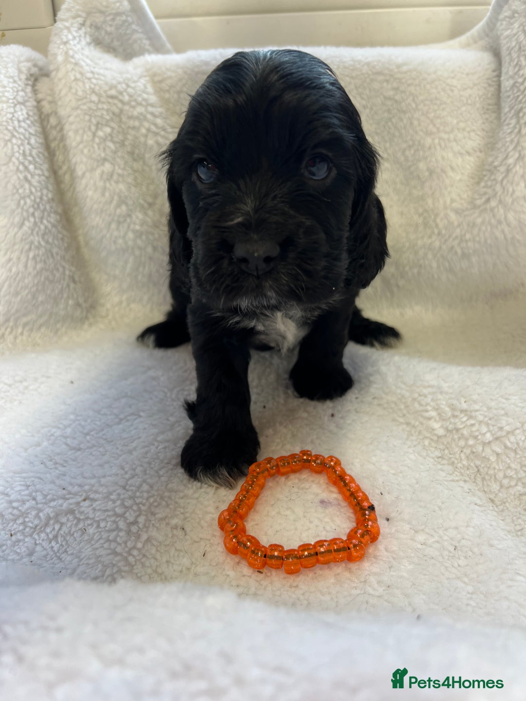 Cocker Spaniel dogs for sale: Kc registered Show cocker spaniel  - Image 13
