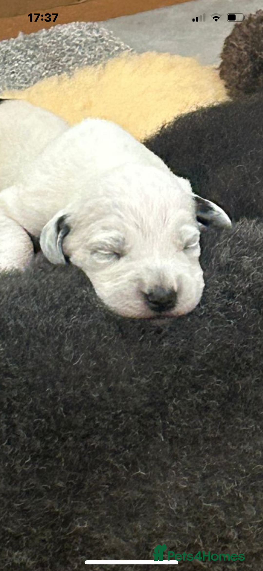 Mixed Breed dogs for sale: Rare Dalmadoodles - Image 17