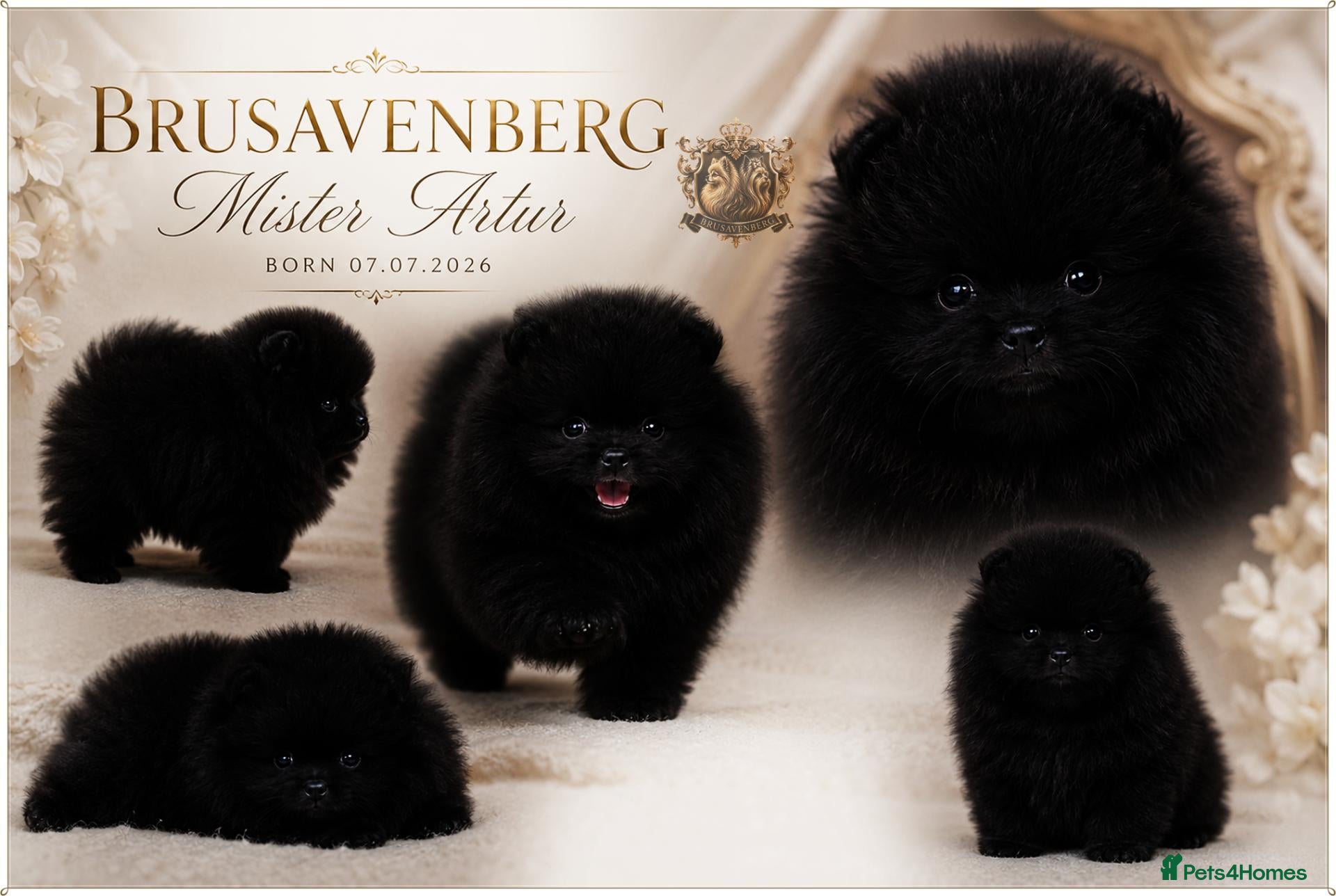 Pomeranian dogs MINIATURE CHAMPION LINES POMERANIANS - Advert 4