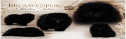 Pomeranian dogs for sale: MINIATURE CHAMPION LINES POMERANIANS - Advert 1