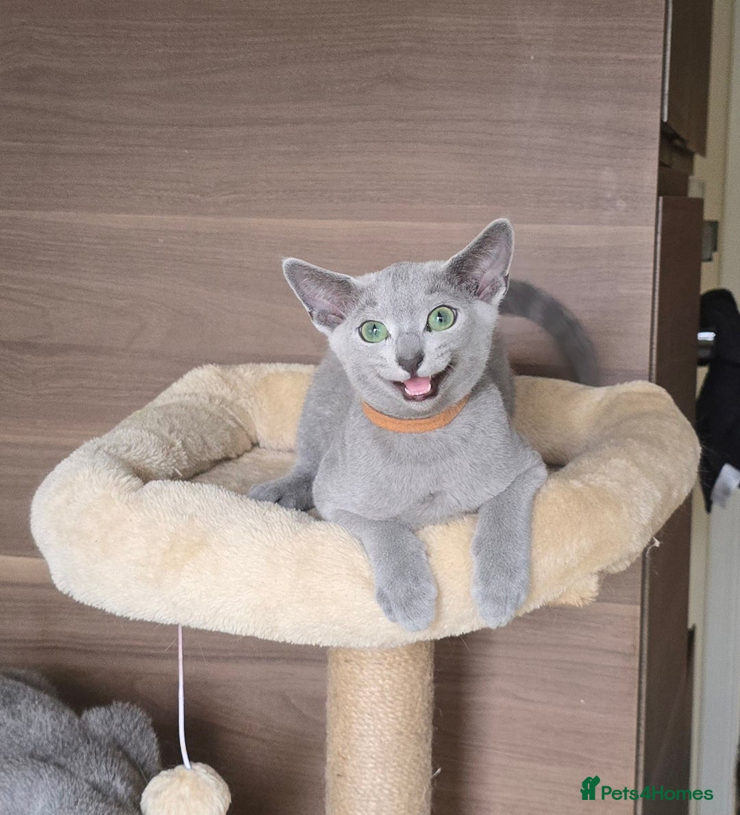Russian Blue cats for sale: Russian Blue kittens Tica registered  - Image 15