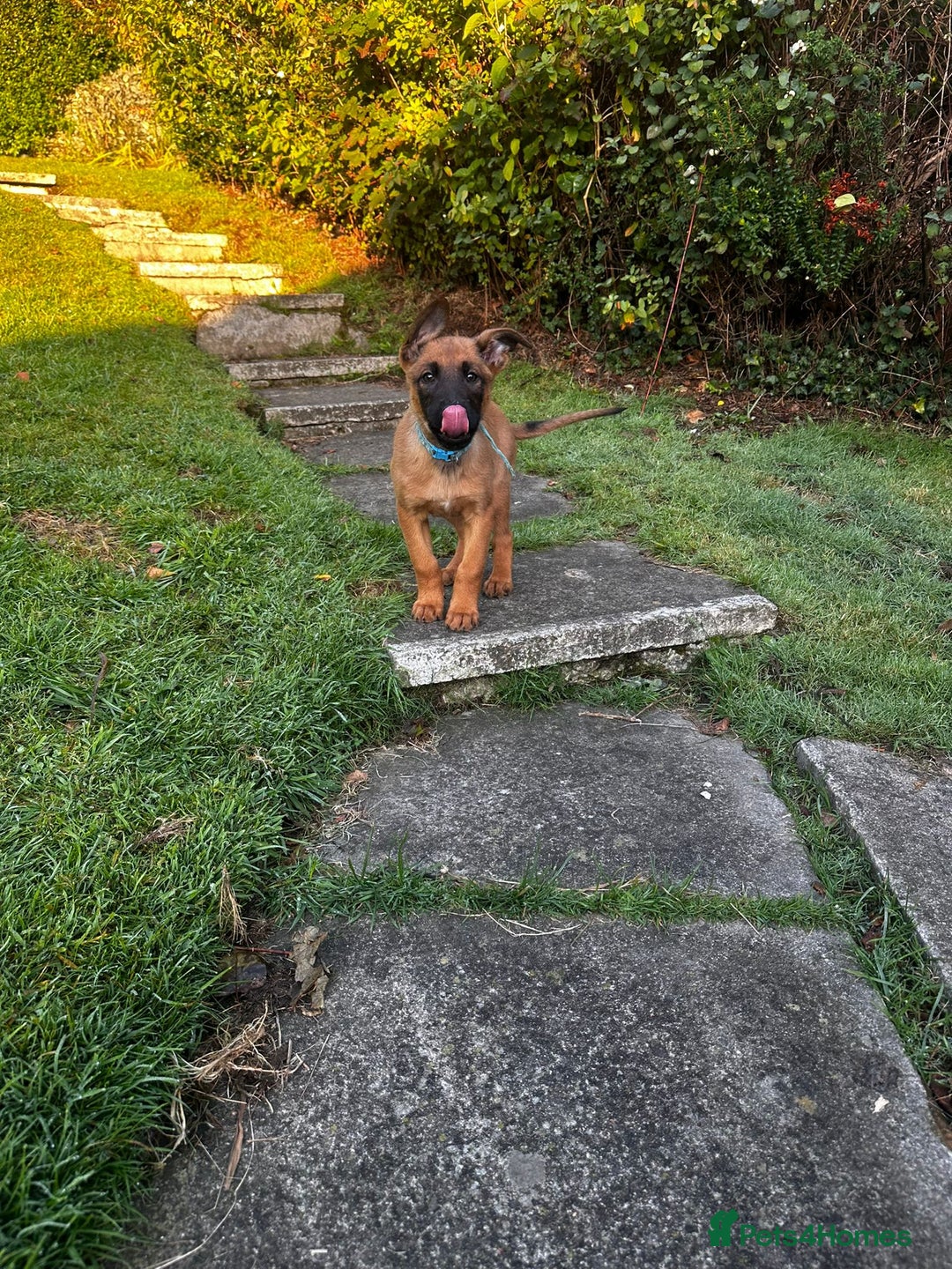 Belgian Shepherd Dog dogs for sale: belgian malinois Pup ready to go - Image 3