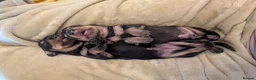 Miniature Dachshund dogs for sale: Miniature dachshund puppies for sale in Bilston - Advert 23