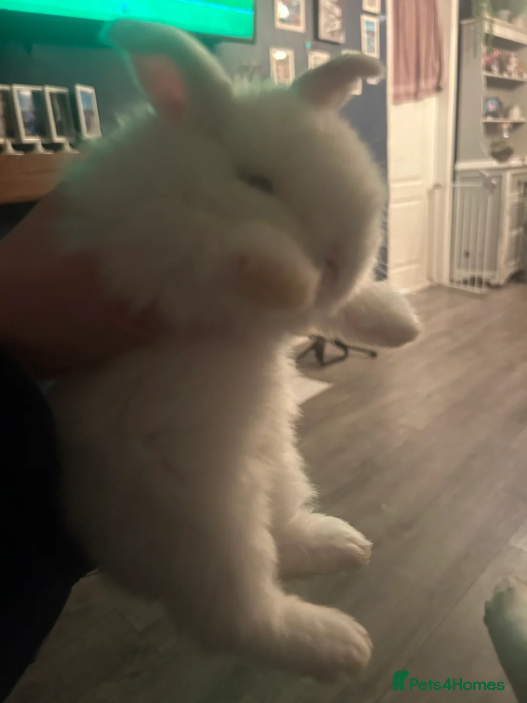 Dwarf Lop rabbits for sale: baby french dwarf lop rabbits in Nuneaton - Advert 5