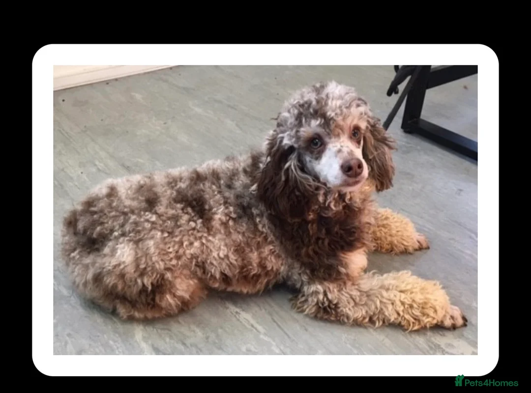 Cockapoo dogs for sale: Beautiful f2 cockapoo puppies for sale  - Advert 2
