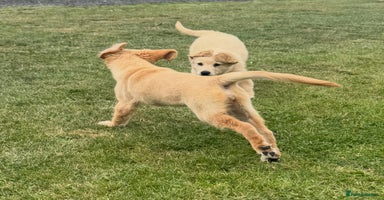 Golden Retriever dogs - Advert 11