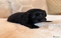 Labradoodle dogs for sale: ** RARE SILVER , CHOC & EBONY F1 LABRADOODLE PUPS  - Image 5