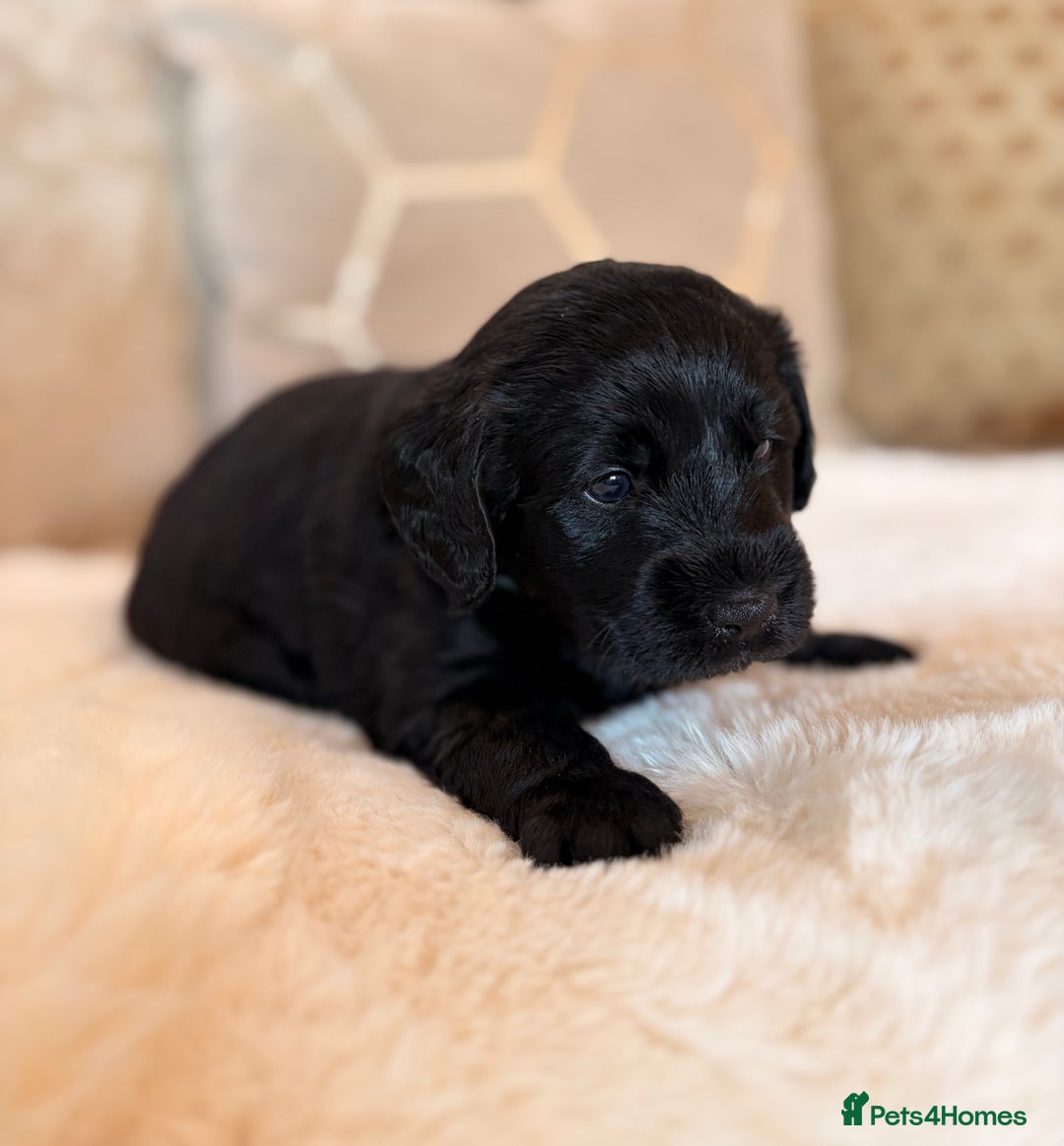Labradoodle dogs for sale: ** RARE SILVER , CHOC & EBONY F1 LABRADOODLE PUPS  - Image 5