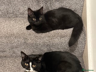 British Shorthair cats Bombay and tux pair, looking for forever home! - Advert 13