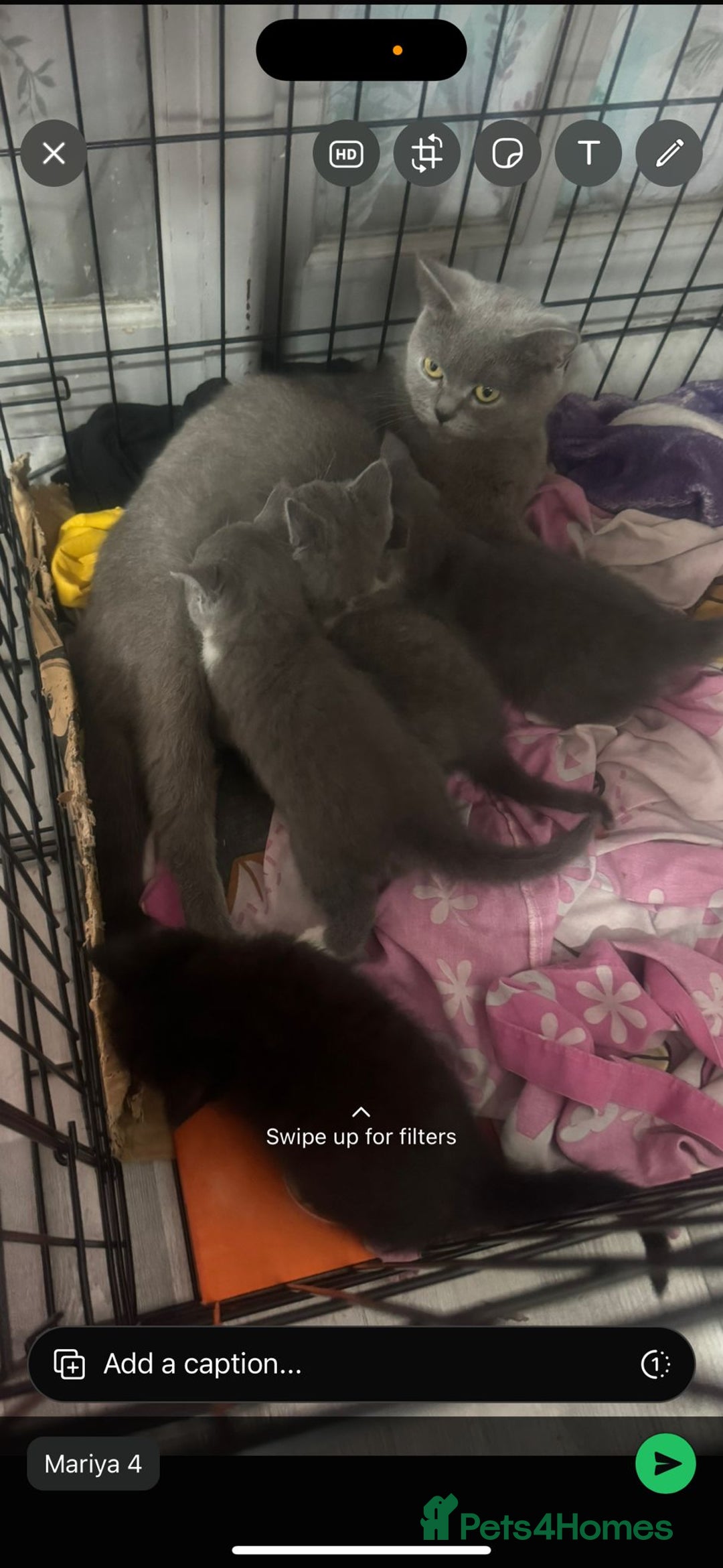 British Shorthair cats for sale: British short hair cross kittens for sale - Image 8