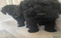 Miniature Poodle dogs for sale: Beautiful miniature poodles  - Advert 12