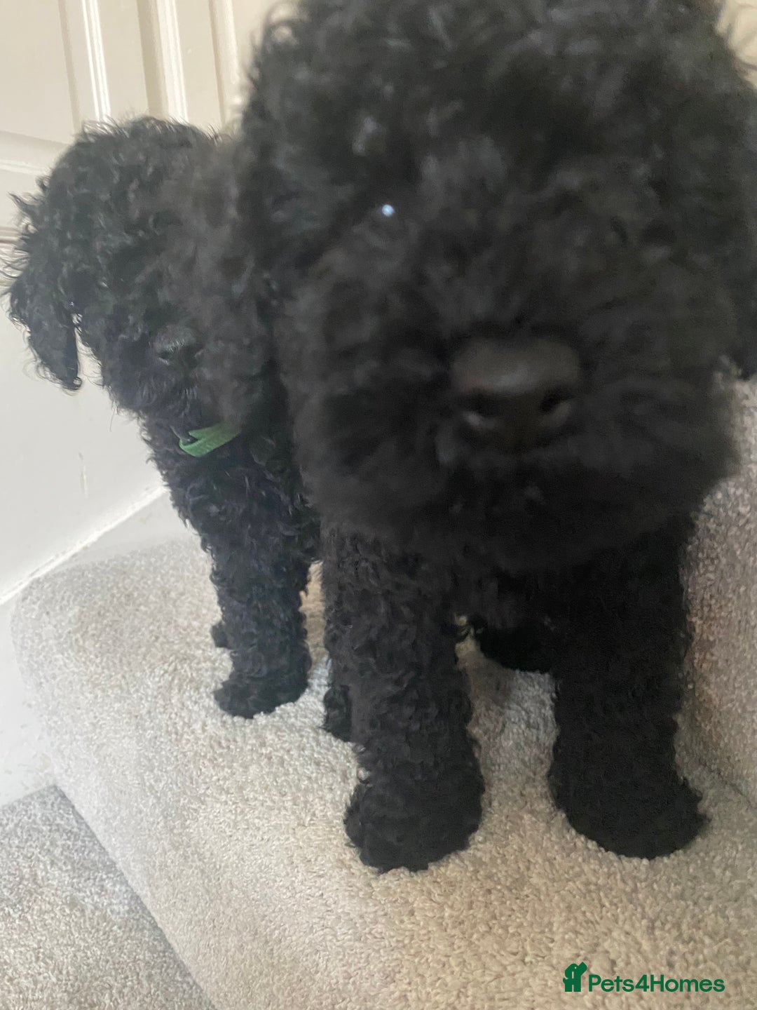 Miniature Poodle dogs for sale: Beautiful miniature poodles  - Advert 12